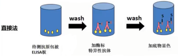 直接ELISA实验主要步骤及其灵敏度提高方法