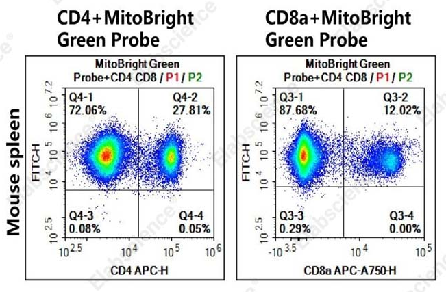 线粒体绿色荧光探针检测试剂盒