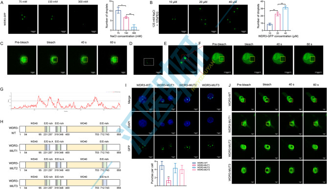 液-液相分离(LLPS)在7月频上“高楼”,生信预测+分子机制+药物干预,现在上车也不亏~
