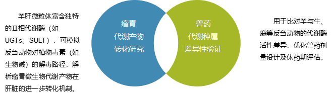 微粒体定制系列(五)——羊肝微粒体Sheep Liver Microsomes