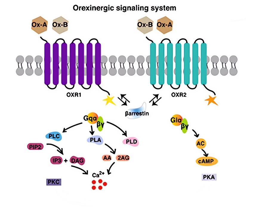 OX1R：连接失眠与精神疾病的潜在靶点