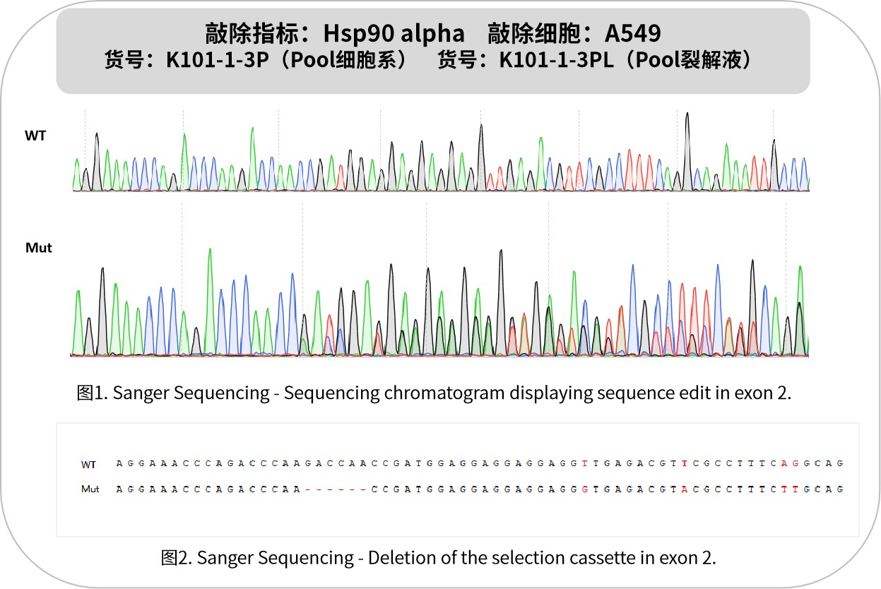 新品速递 | 优质KO细胞系及裂解液