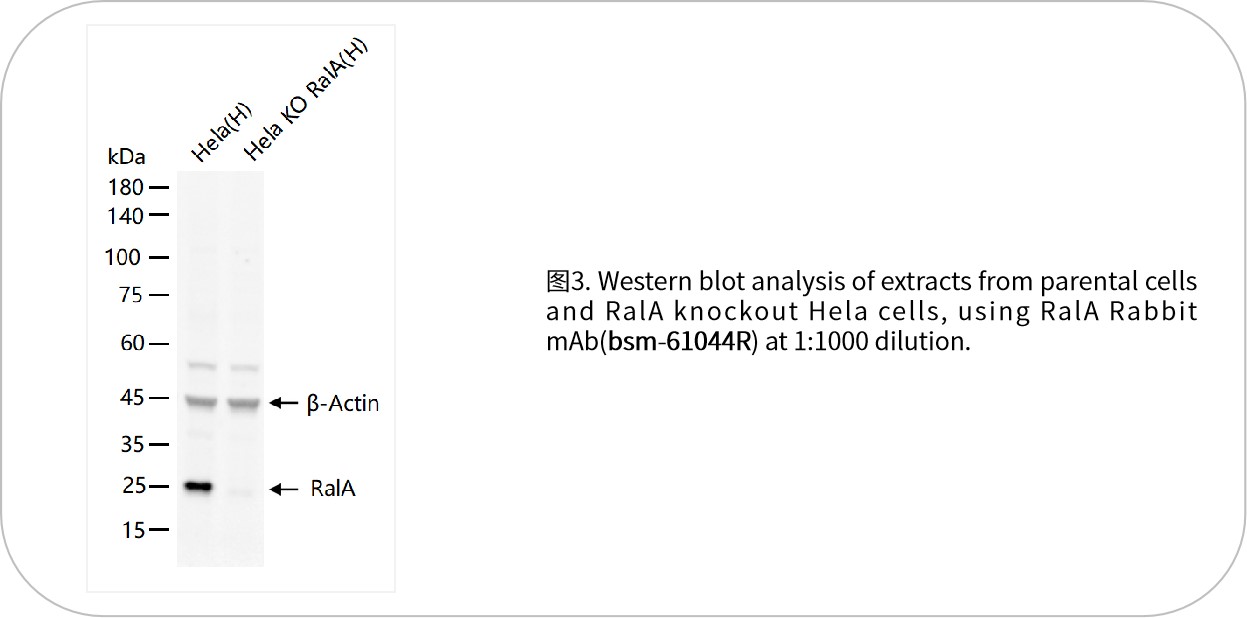 新品速递 | 优质KO细胞系及裂解液