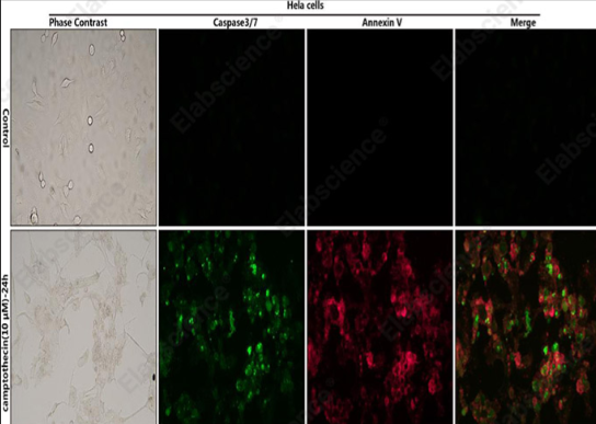Caspase 3/7和Annexin V凋亡双染试剂盒