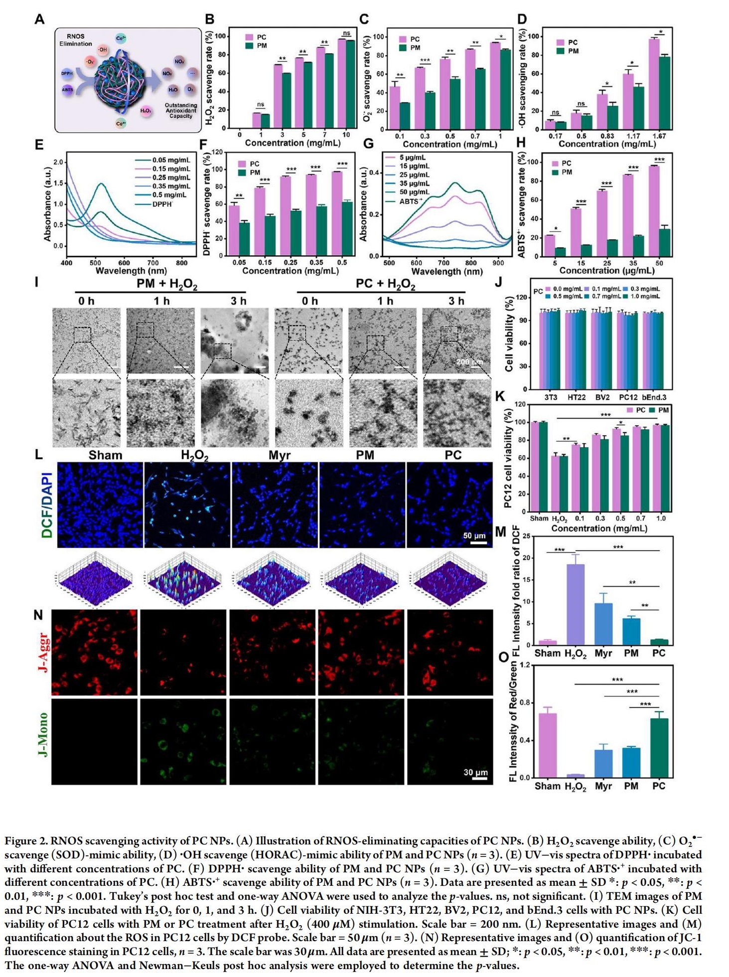 科研加油站 | 杨梅素低聚物治疗缺血性中风