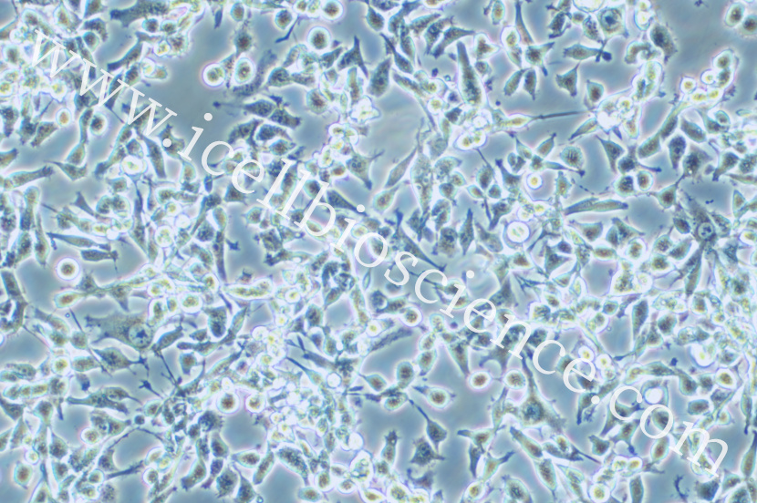 NUGC-4 | NUGC-4细胞 | NUGC4细胞 |