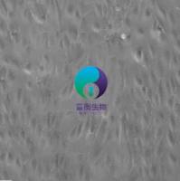 小鼠冠状动脉内皮细胞