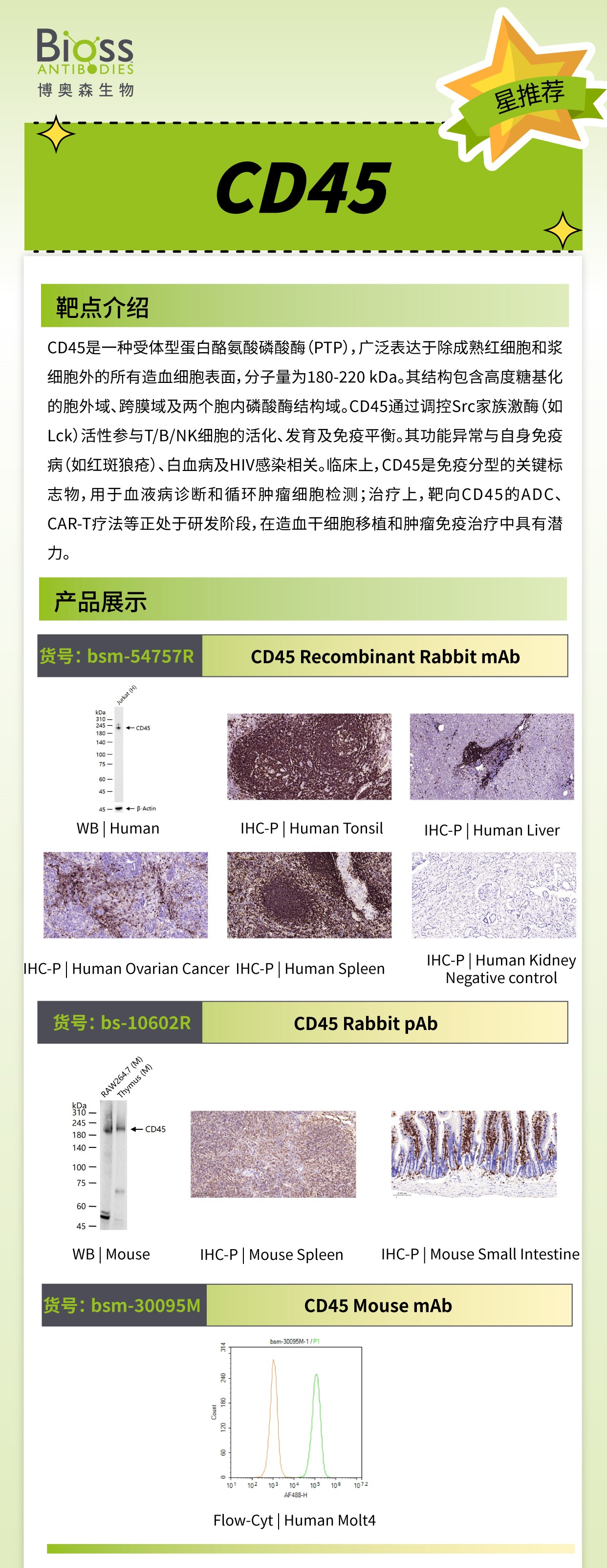 Bioss 星推荐 | CD45 抗体