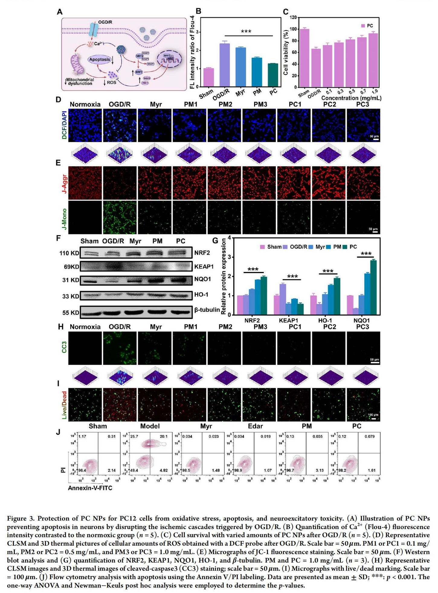 科研加油站 | 杨梅素低聚物治疗缺血性中风