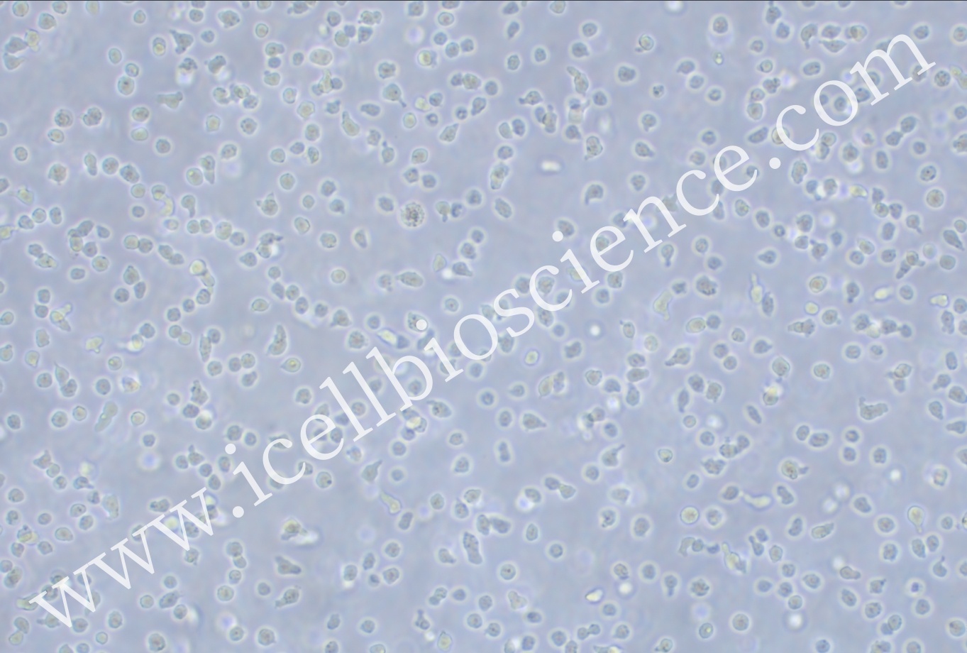 OCI-LY19细胞 | OCI-LY19细胞 |