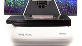荧光显微镜产品推荐：赛默飞EVOS M7000定义下一代实验室成像工作