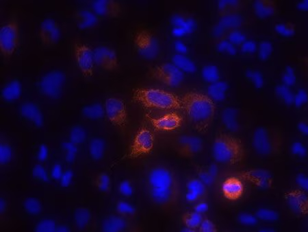 图片包含 游戏机, 动物

AI 生成的内容可能不正确。