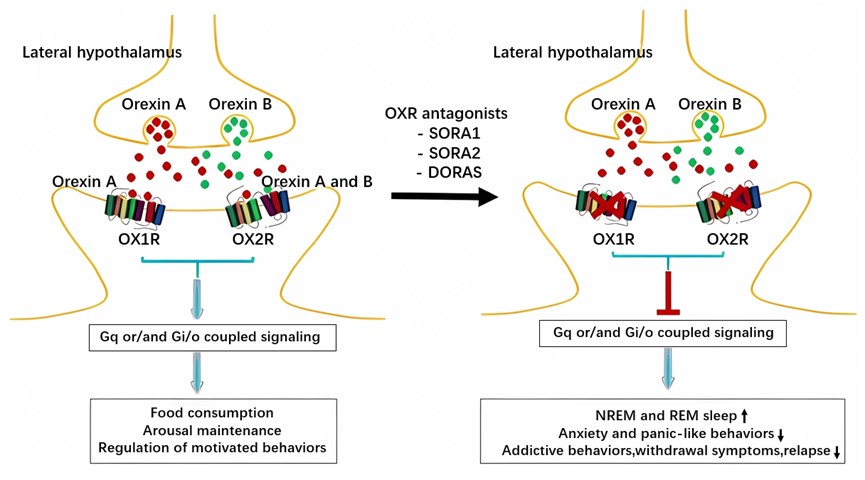 OX1R：连接失眠与精神疾病的潜在靶点