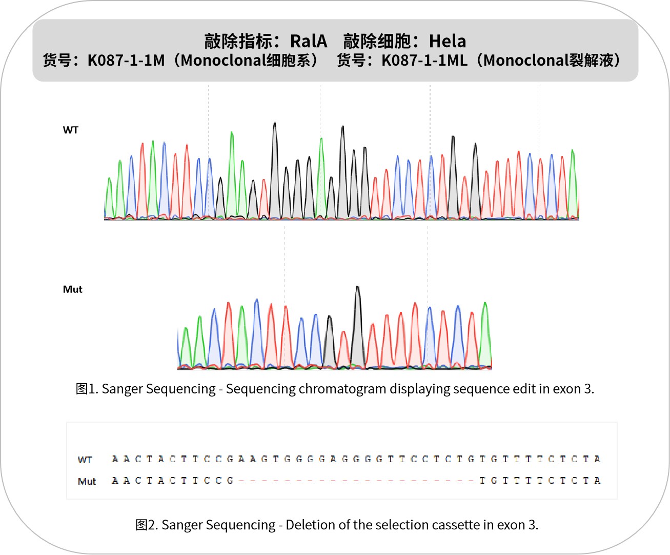 新品速递 | 优质KO细胞系及裂解液