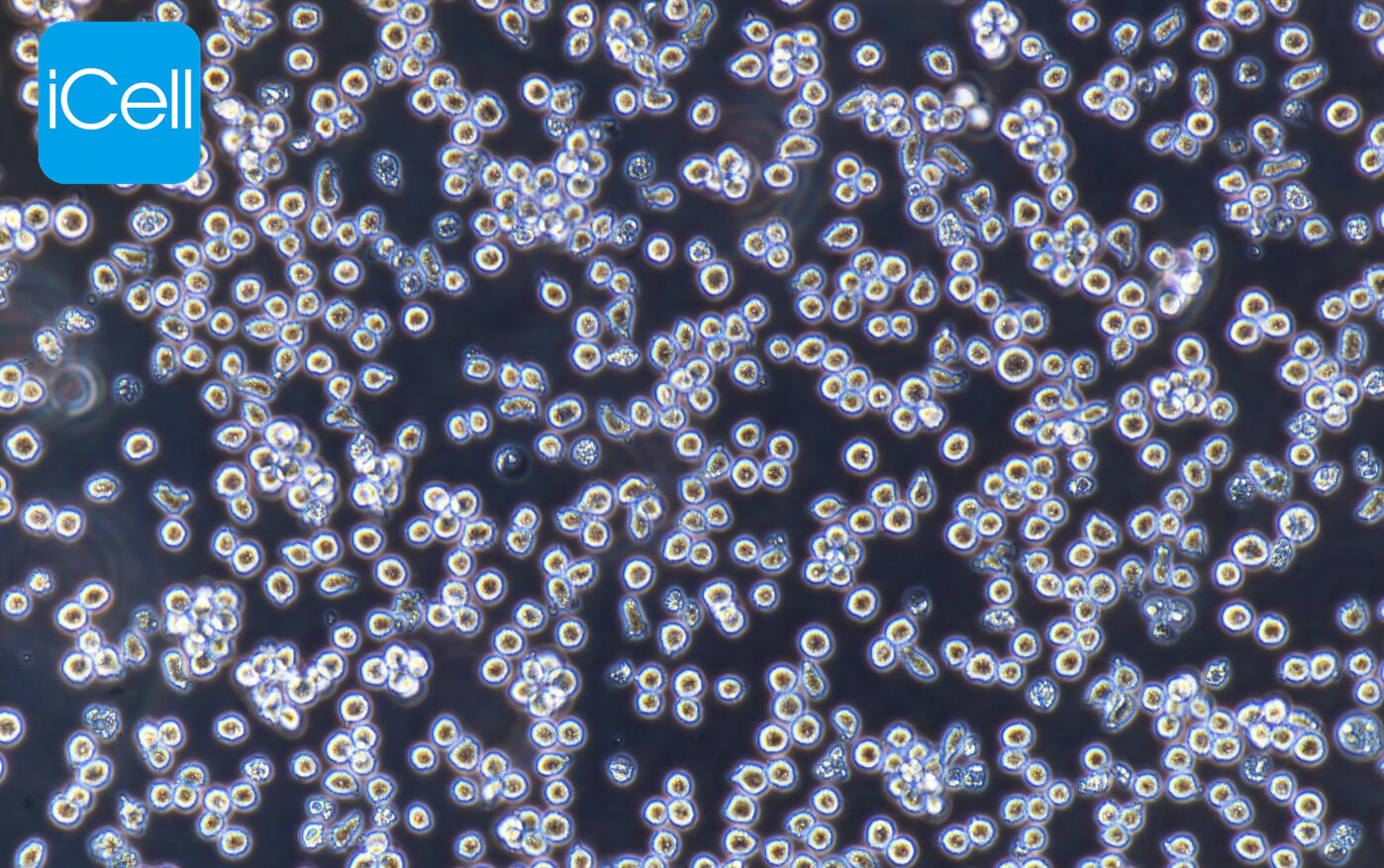 MOLT-4 | MOLT-4细胞 | MOLT4细
