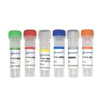 鼠*耶尔森菌(鼠*杆菌)探针法PCR试剂盒（含内参）