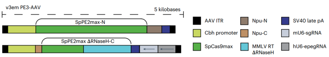Prime Editor——v3em PE-AAV双载体系统，实现体内多器官编辑