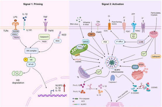 Elabscience：巨噬细胞焦亡研究全流程解决方案，助您解锁实验新突破