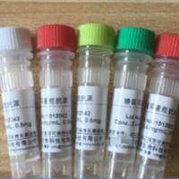 HRP标记猪瘟病毒E2单克隆抗体