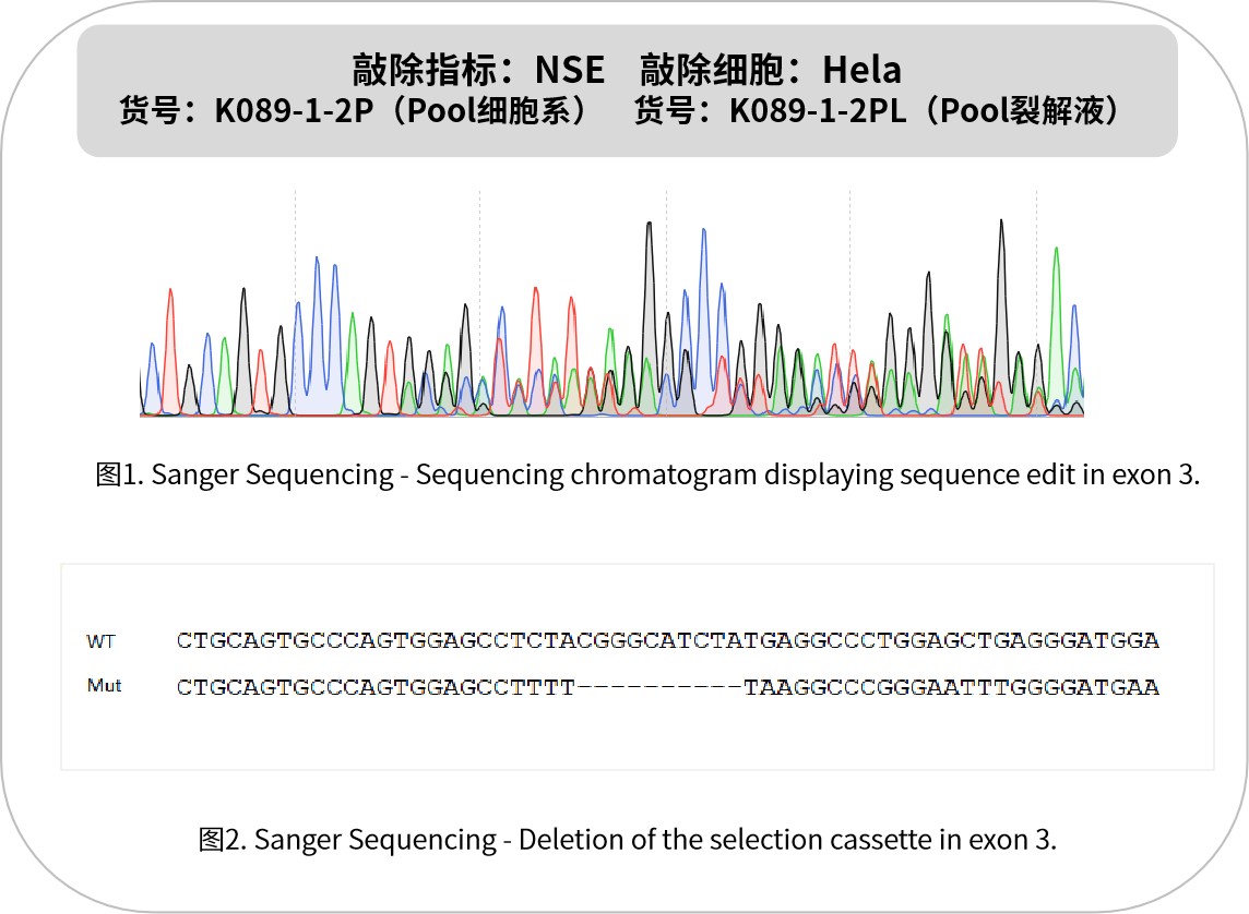 新品速递 | 优质KO细胞系及裂解液