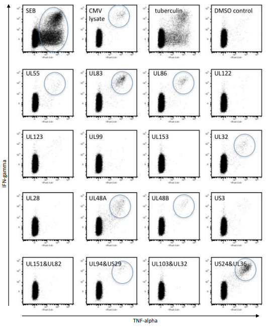 PepMix AAV8(衣壳蛋白)，促销特惠开启