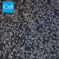 MOLT-4  |  MOLT-4细胞  |  MOLT4细胞  |  MOLT4  |  人急性