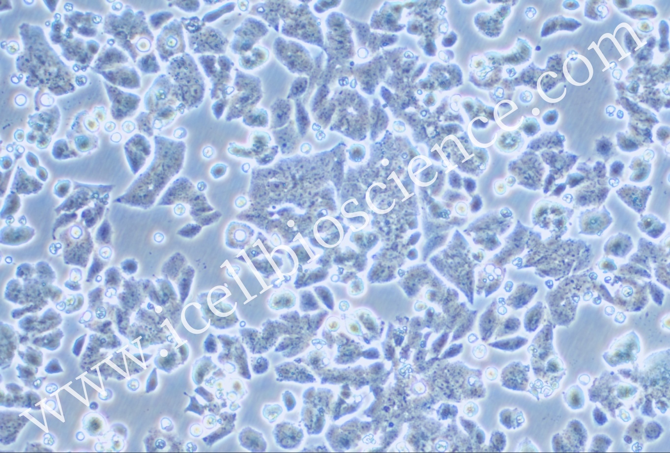 NCI-H1048 | NCI-H1048细胞 | 人小细胞