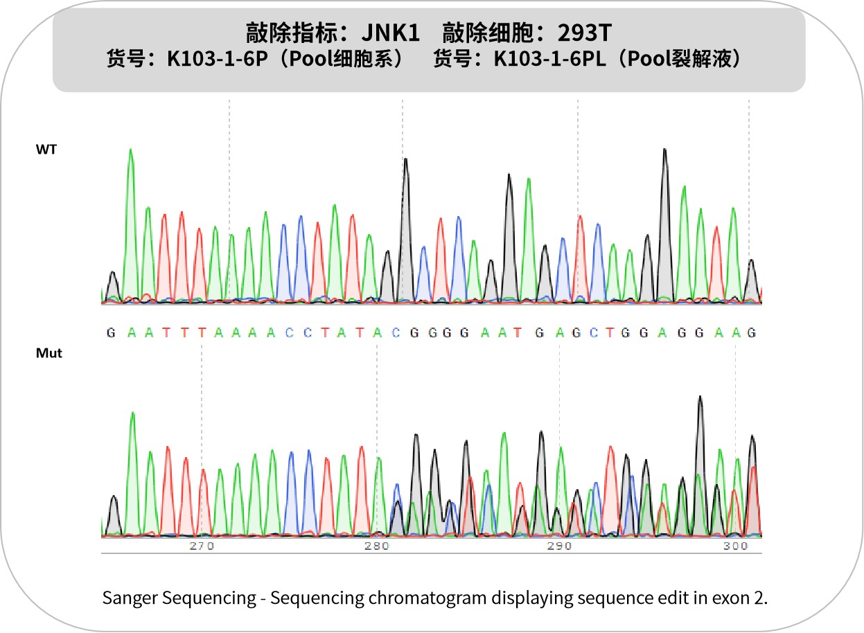 新品速递 | 优质KO细胞系及裂解液