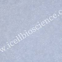 OCI-LY19细胞  |  OCI-LY19细胞  |  OCILY19细胞  |  OCILY