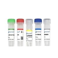 溃疡分枝杆菌探针法PCP试剂盒