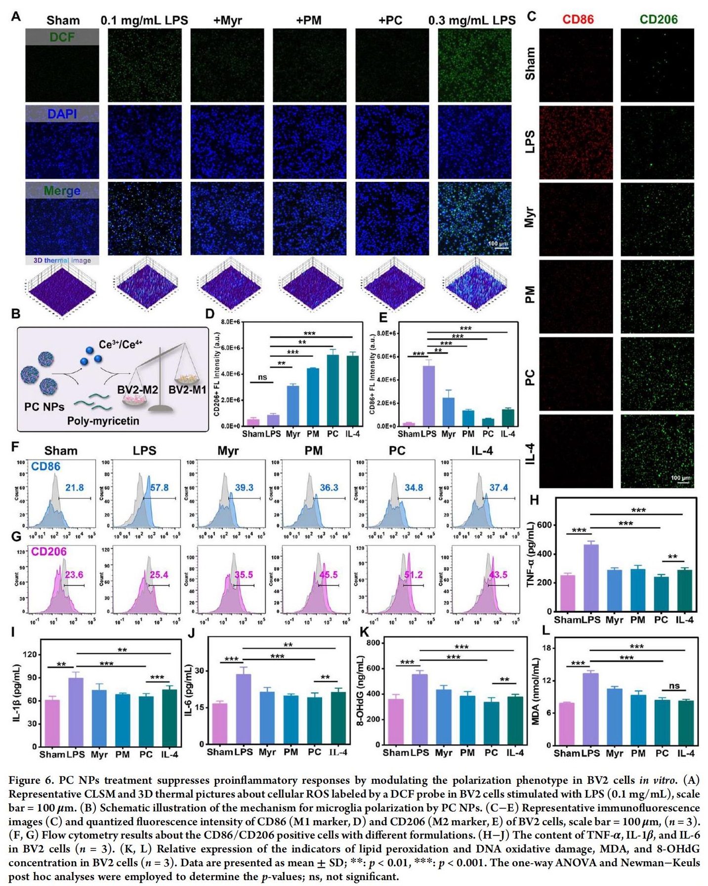 科研加油站 | 杨梅素低聚物治疗缺血性中风