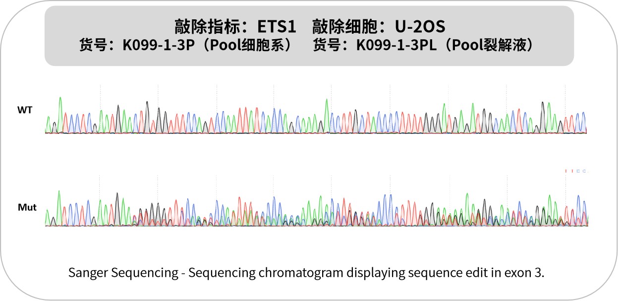 新品速递 | 优质KO细胞系及裂解液