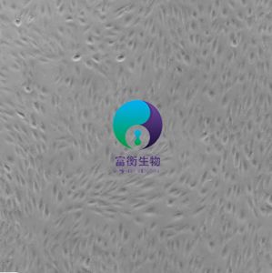 小鼠大隐静脉内皮细胞