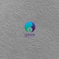 小鼠大隐静脉内皮细胞