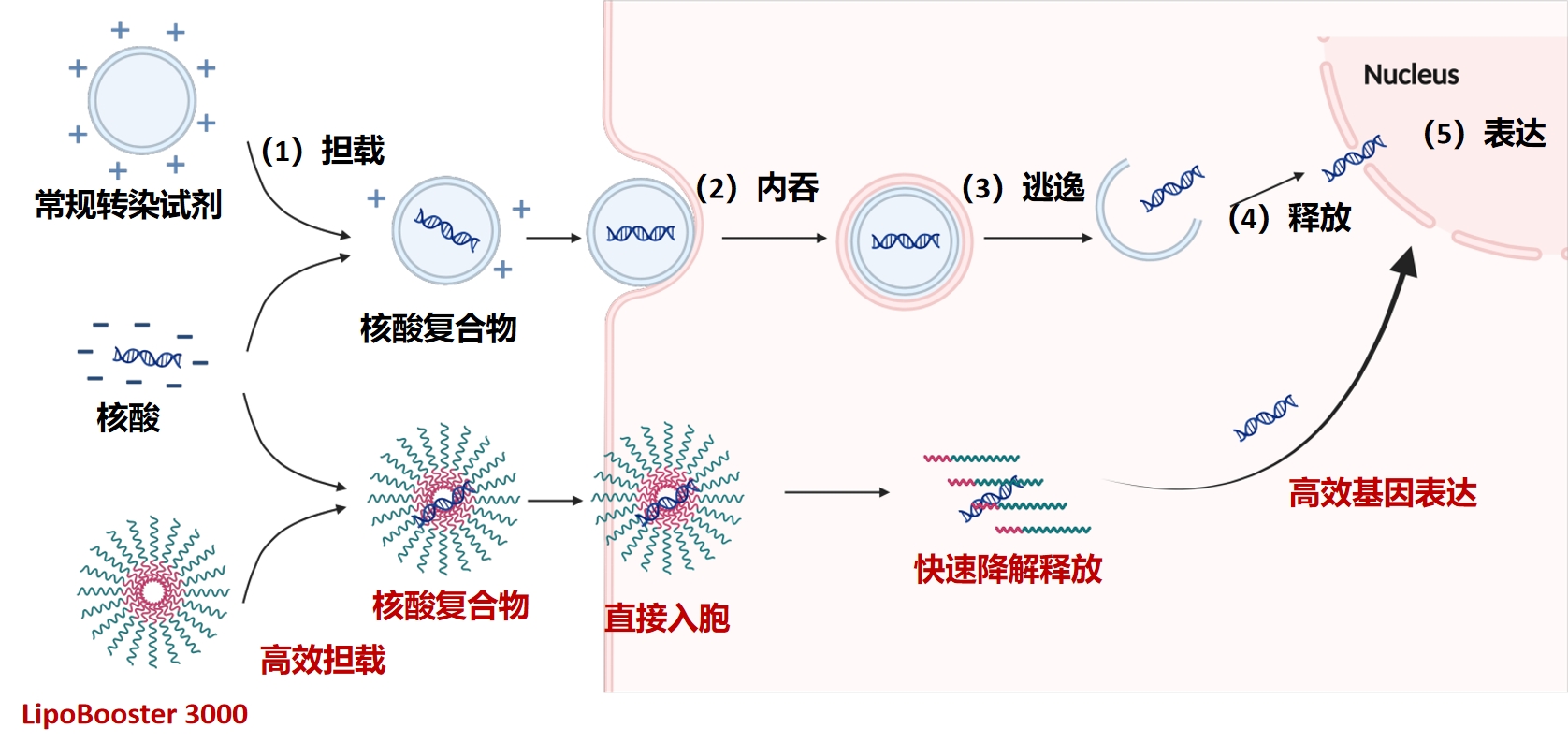 LipoBooster 3000新型转染试剂，解决原代等难转染细胞系转染难题