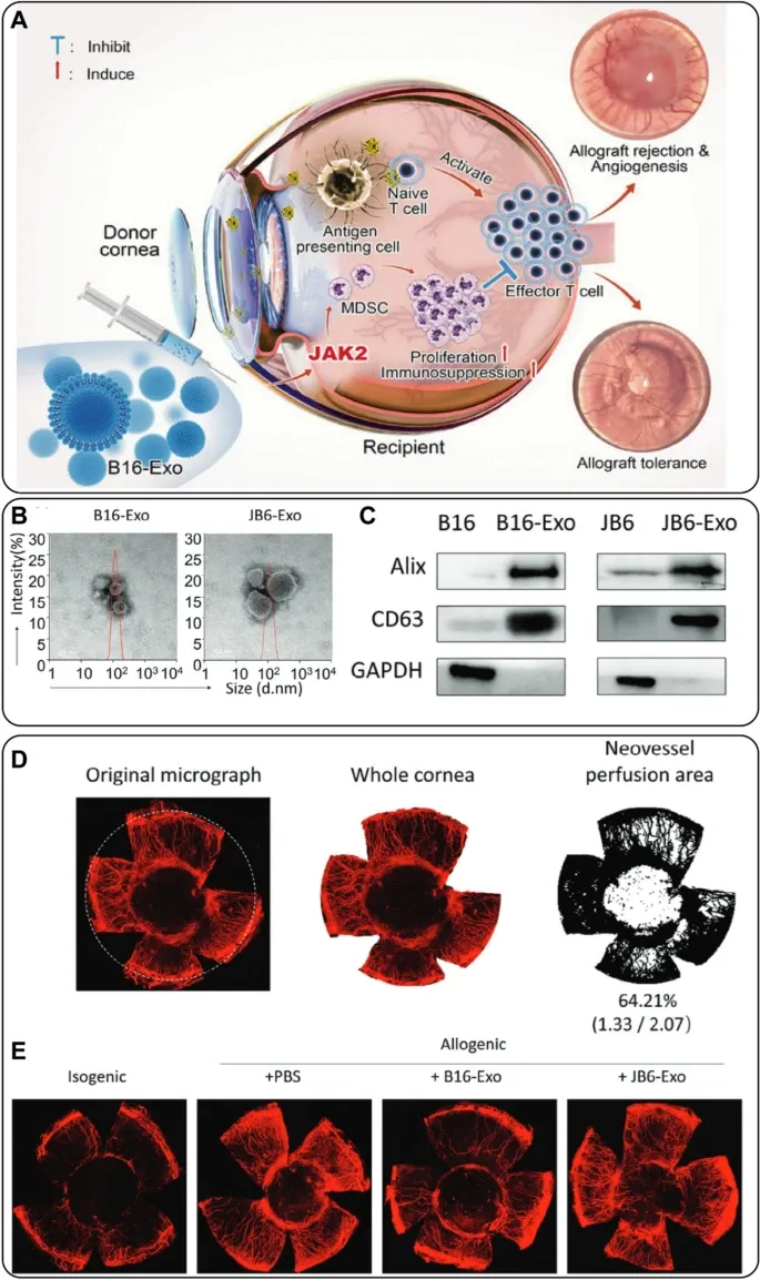 外泌体技术服务 外泌体技术服务