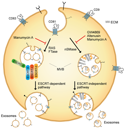 外泌体生物合成抑制剂 手霉素A