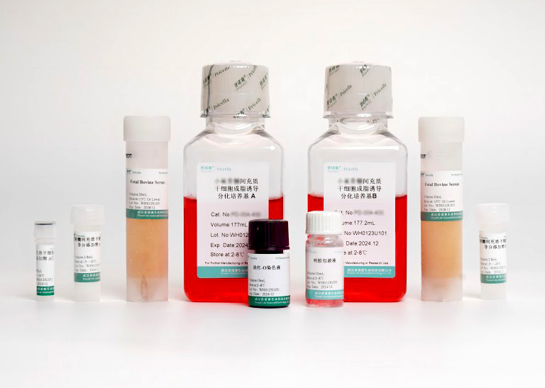 大鼠骨髓间充质干细胞成脂诱导分化培养基:科研利器,精准诱导分化