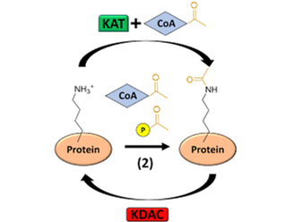 乙酰化修饰蛋白质组学：乙酰化位点怎么分析？最新方法与实践分享......
