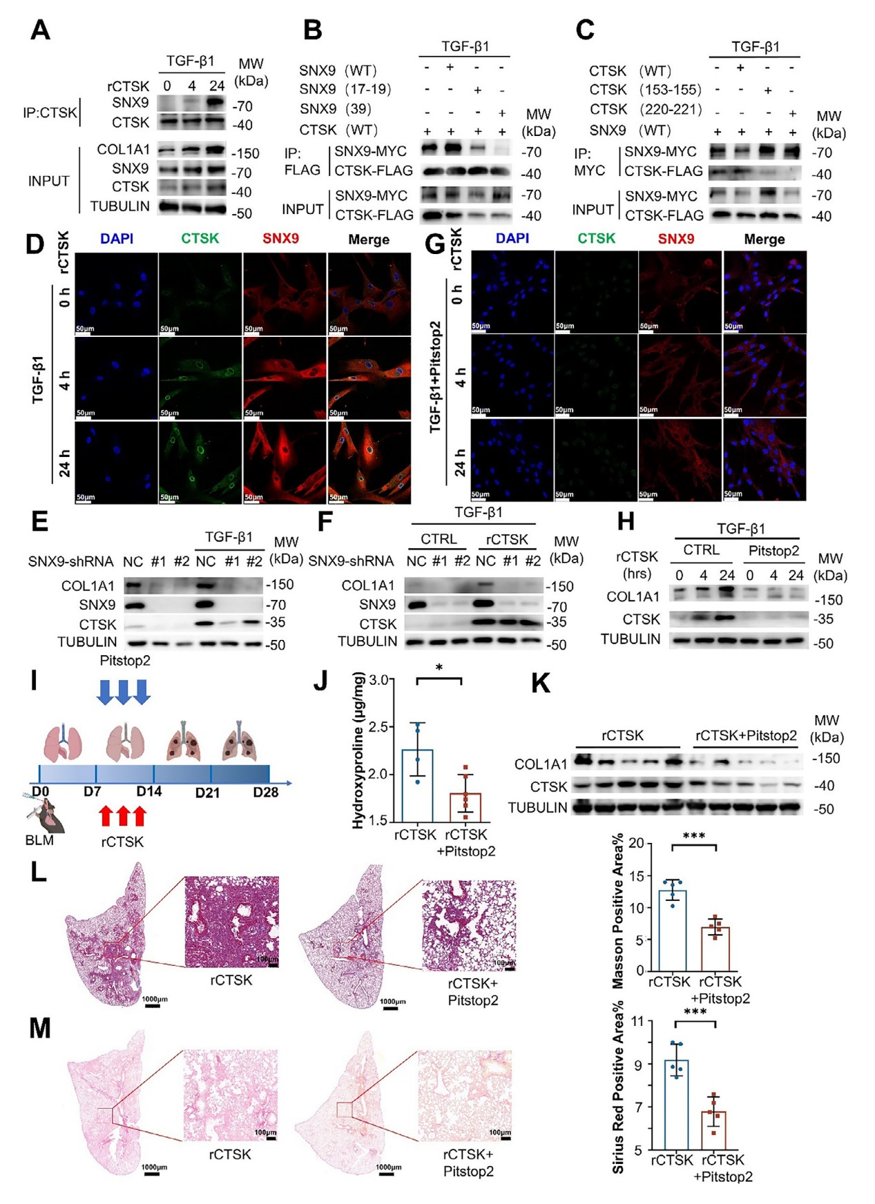 组织蛋白酶K通过促进成纤维细胞谷氨酰胺代谢和胶原蛋白合成加重肺纤维化