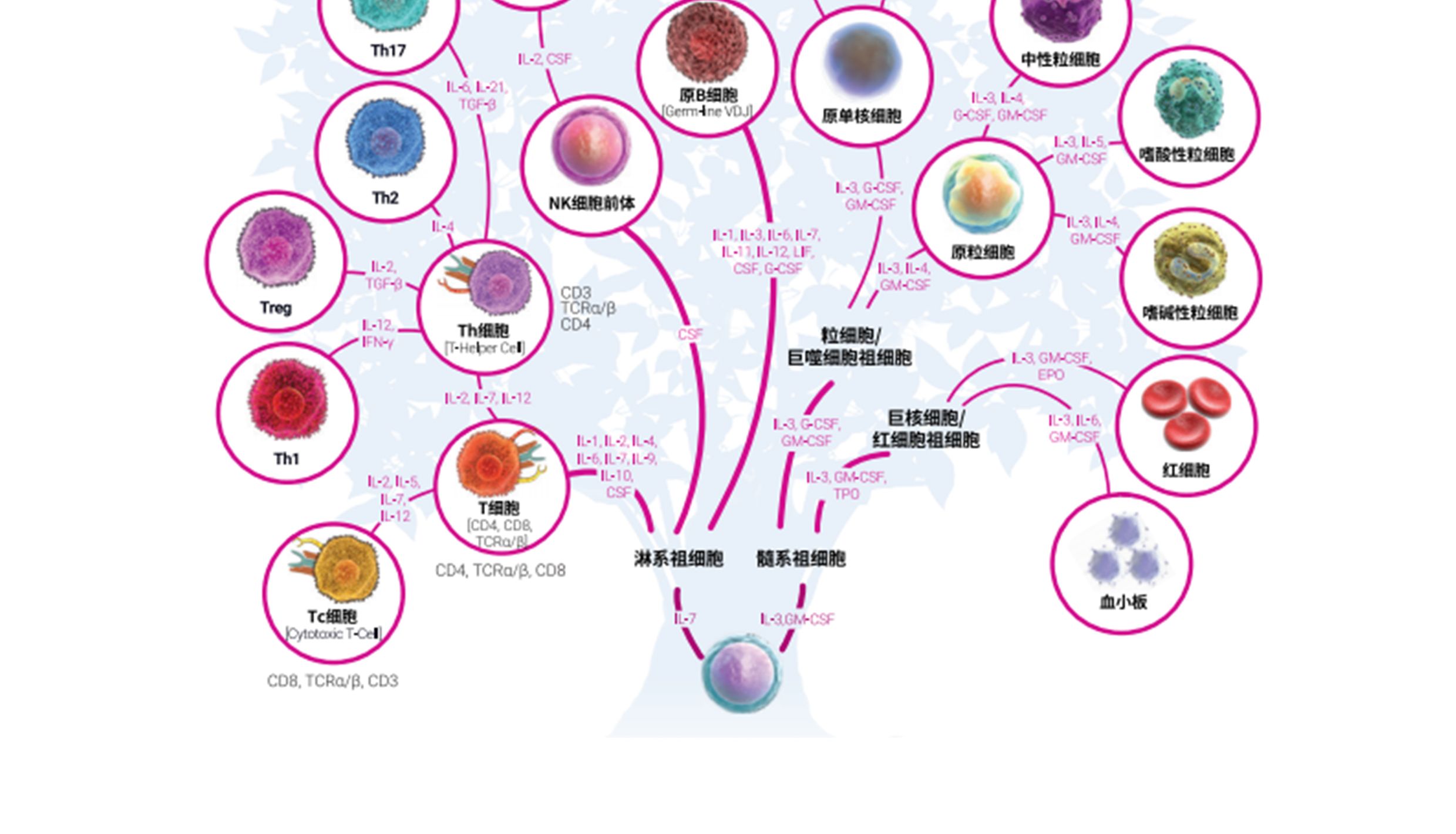 造血干细胞分化
