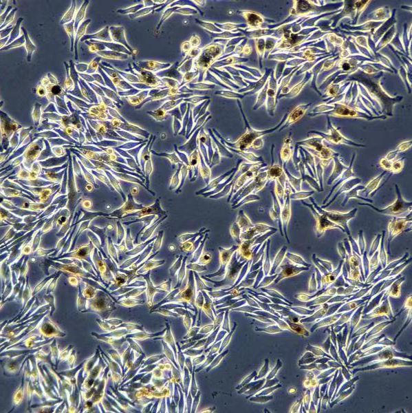 浙江(杭州)美森 人黑色素瘤细胞 MNT-1