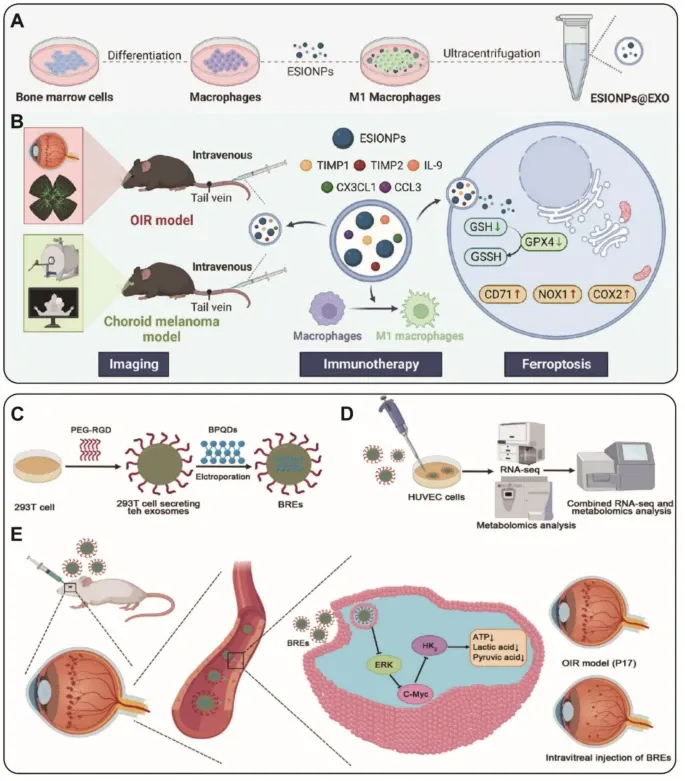 外泌体技术服务 外泌体技术服务
