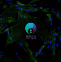 小鼠小肠平滑肌细胞