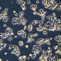 浙江(杭州)美森 人乳腺癌细胞 MDA-MB-361