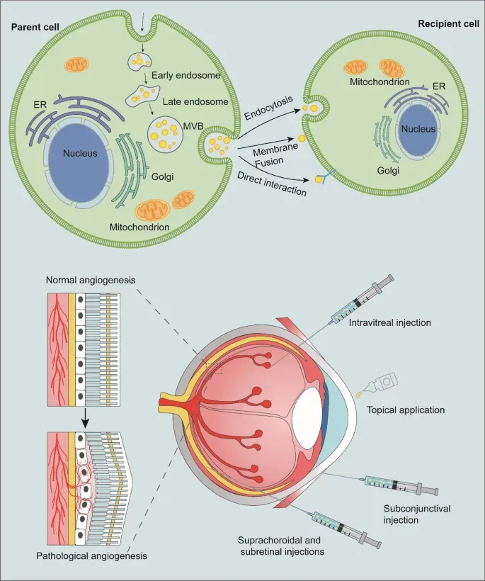 外泌体技术服务 外泌体技术服务