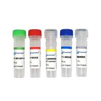 猫杯状病毒探针法RT-PCR试剂盒