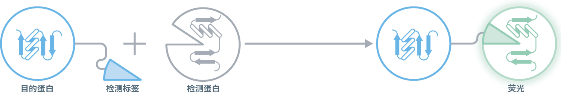 eProtein Discovery 卡盒筛选采用荧光互补技术检测可溶性蛋白的表达