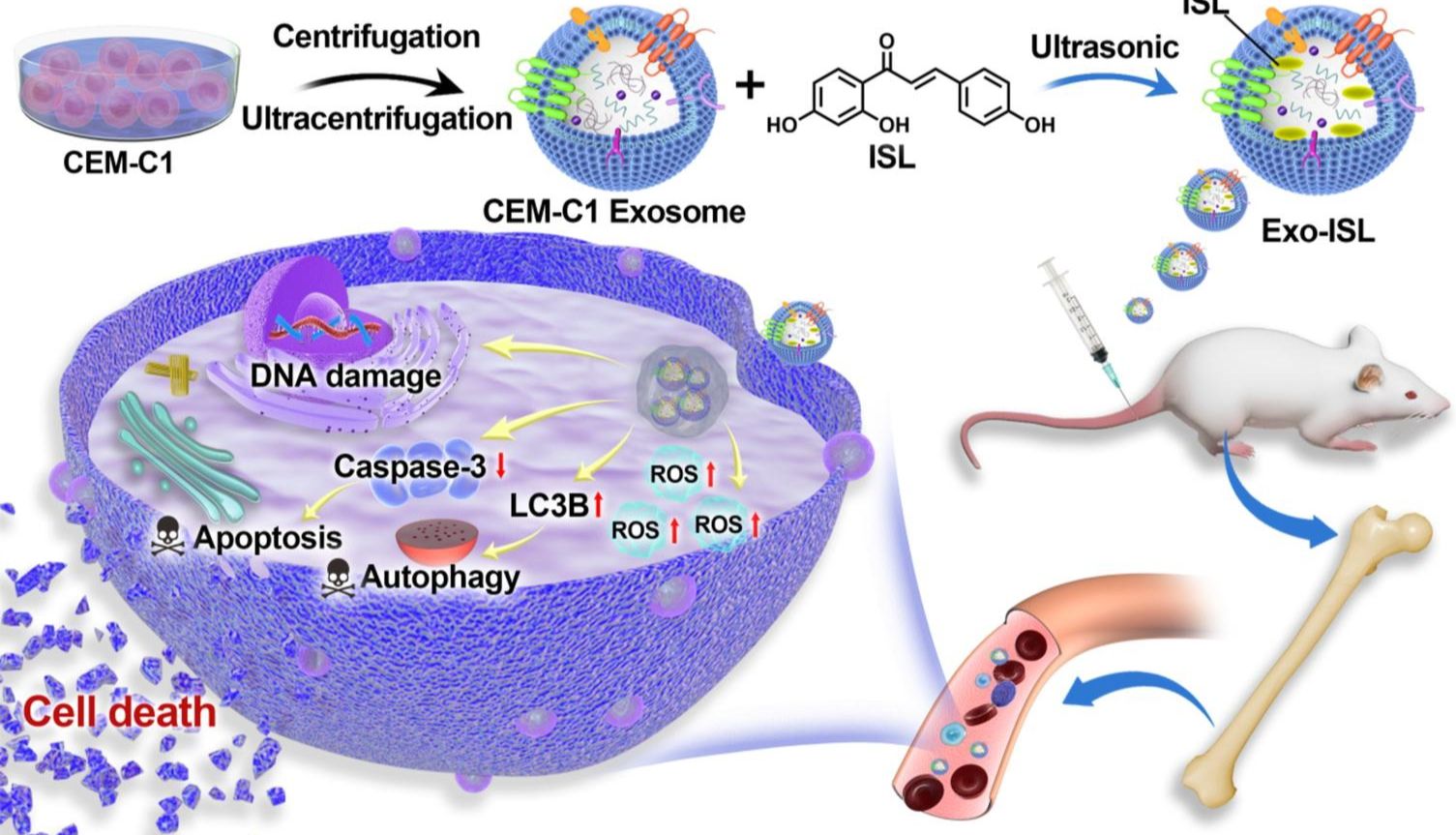 学术界跳槽大戏！IF 13.2，工程化外泌体哐哐上大分，中山七院研究团队开发新型靶向递送系统逆转T-ALL的化疗耐药性~