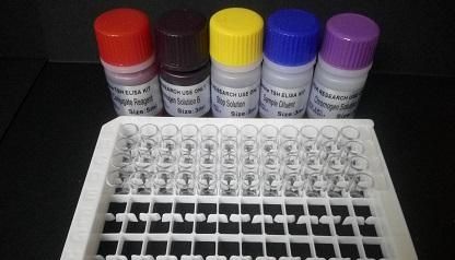 Monkey Pox Virus(MPV)猴痘病毒探针法荧光定量PCR试剂盒